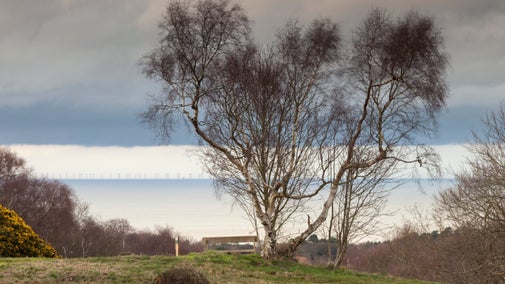 Looking through bare trees towards the North Sea